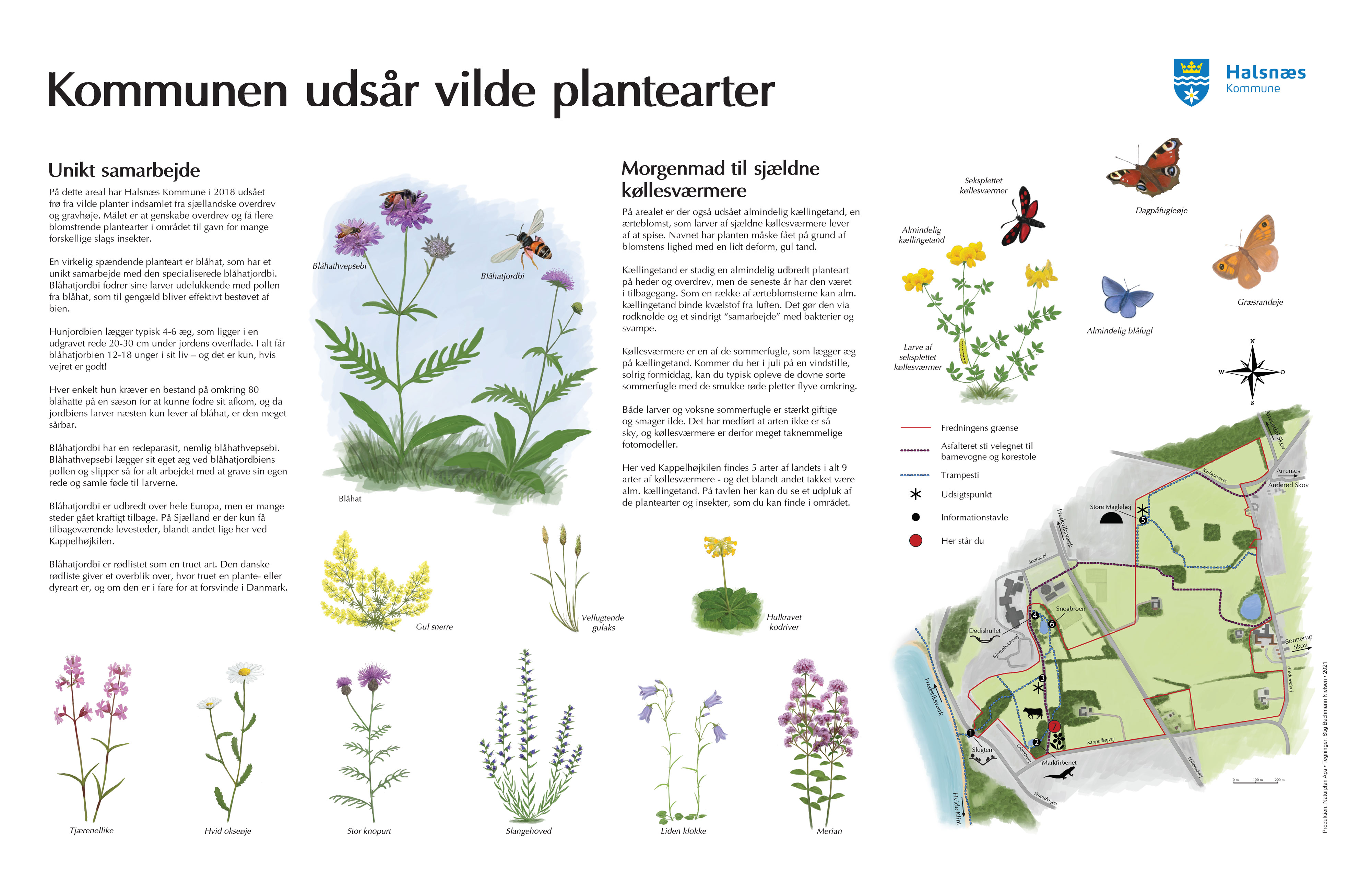 Informationstavle ved Kappelhøjkilen om udsåning af vilde planter. Udarbejdet for Halsnæs Kommune 2021. Illustrationer: Stig Bachmann Nielsen.
