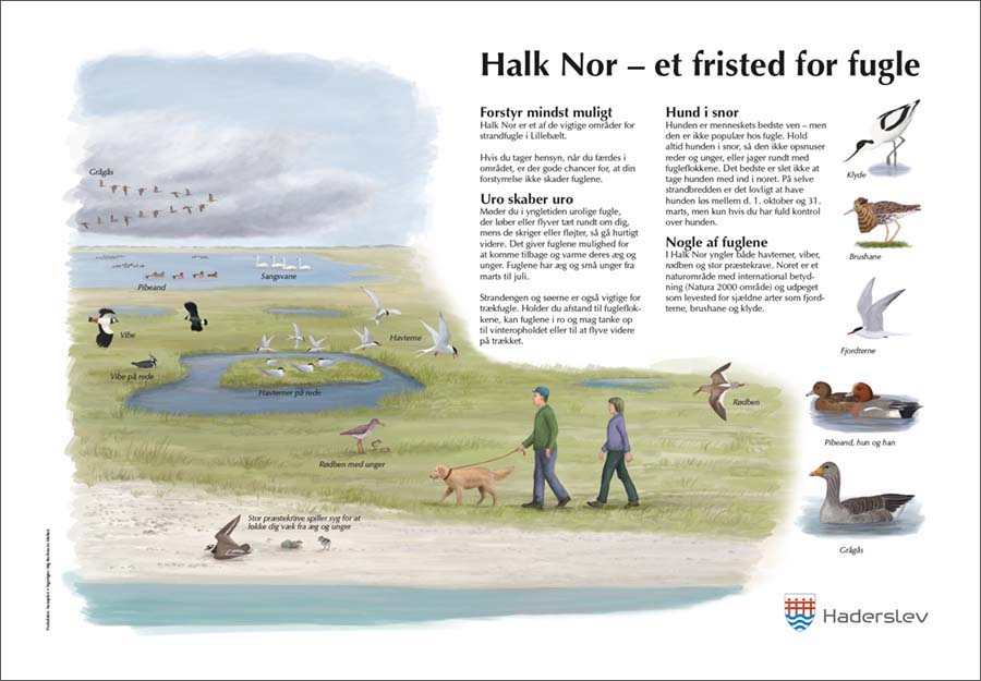 Informationstavle om Halk Nor. Tavlen er udført for Haderslev Kommune 2018. Tegninger: Stig Bachmann Nielsen