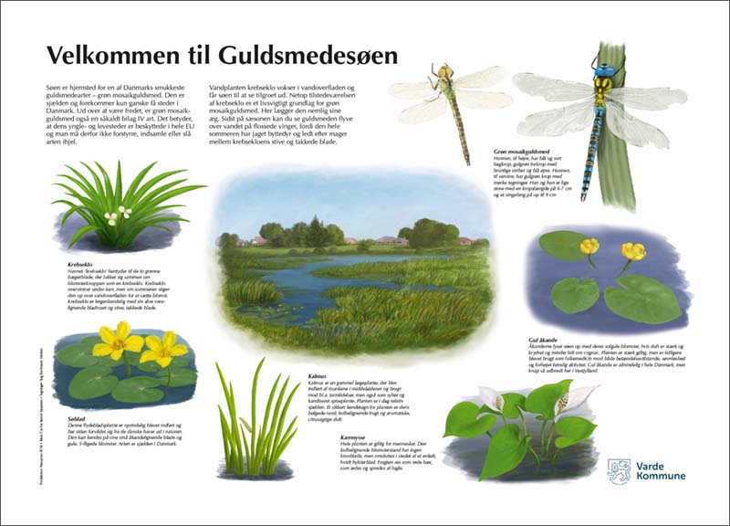 Informationstavle om Guldsmedesøen i Ølgod. Tavlen er udført for Varde Kommune 2018. Tegninger: Stig Bachmann Nielsen