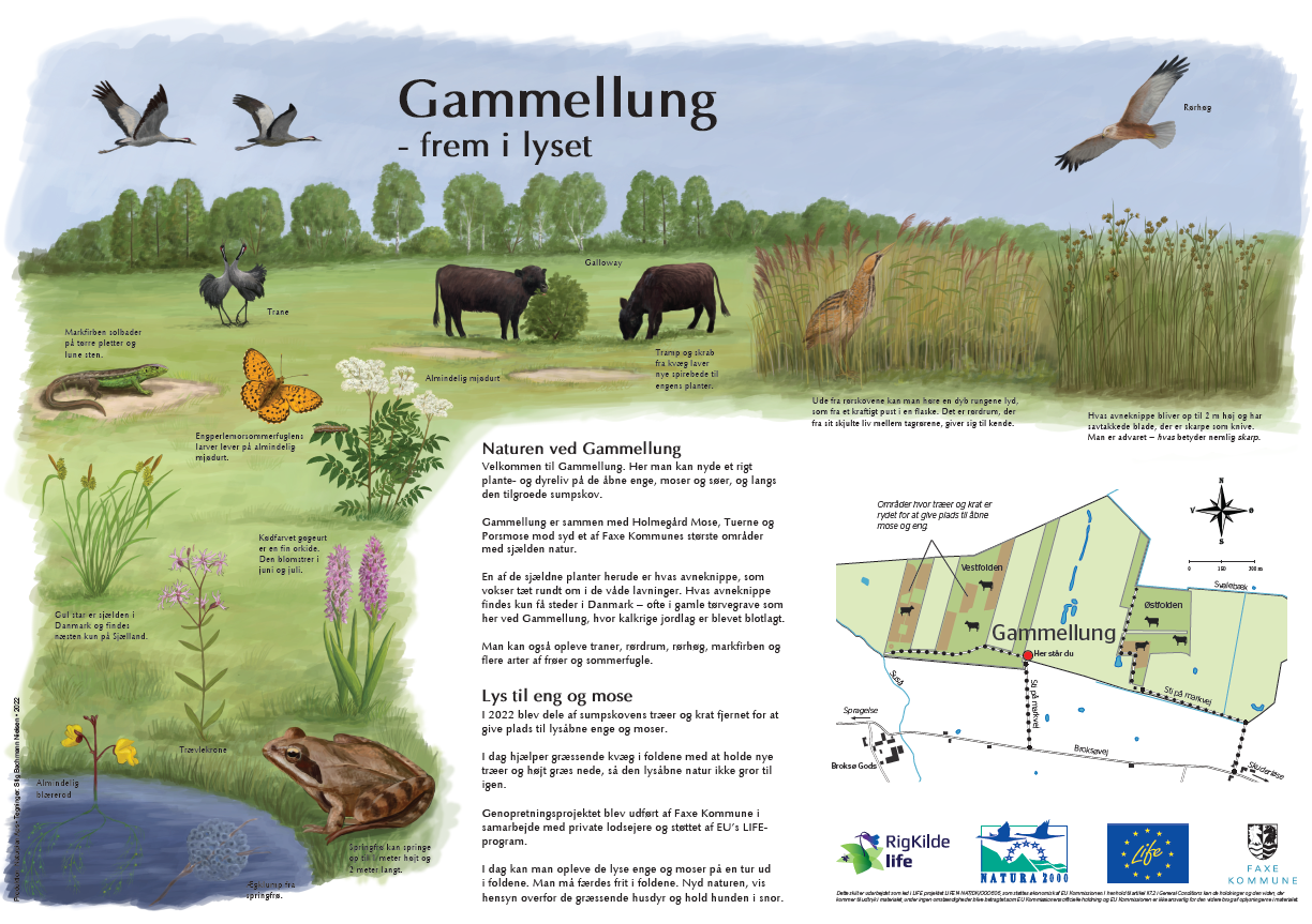 Informationstavle om naturpleje ved Gammellung Mose. Udarbejdet for Faxe Kommune 2022. Illustrationer: Stig Bachmann Nielsen.