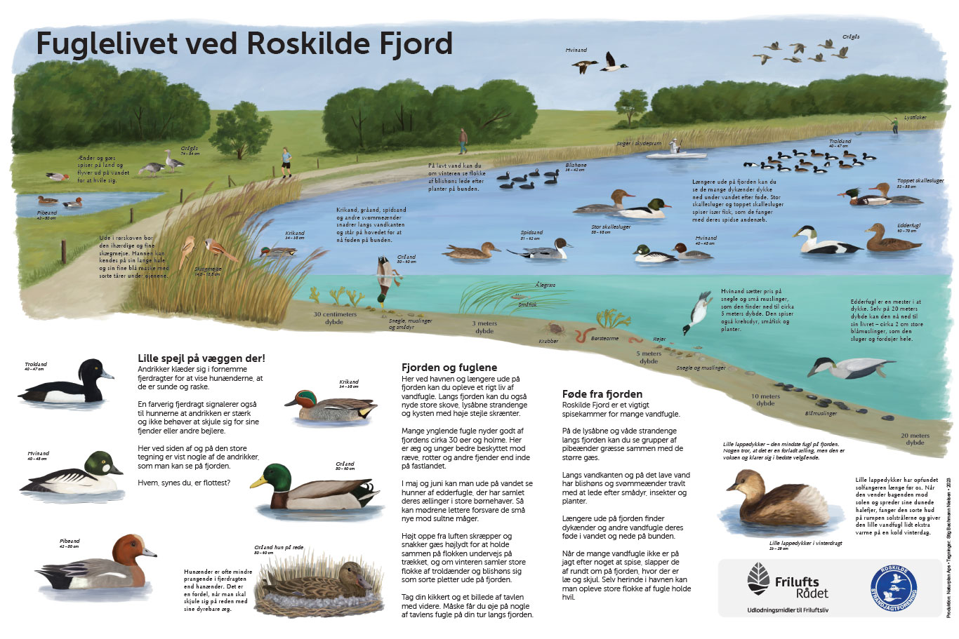 Informationstavle ved Roskilde om fuglelivet på fjorden. Udarbejdet for Roskilde Strandjagtforening 2023. Illustrationer: Stig Bachmann Nielsen.